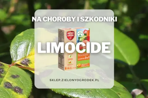 Na choroby i szkodniki roślin ozdobnych, owoców i warzyw. Sprawdź limocide dawkowanie na stronie sklepu.