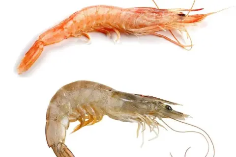 Dos crustáceos, uno rosado y otro blanquecino, muestran la diferencia entre gamba y langostino.