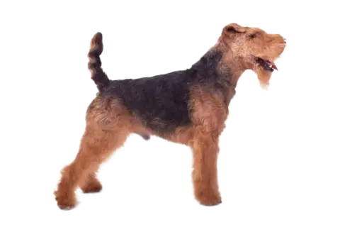 Un perro Welsh Terrier, con su característico pelaje negro y fuego, posa orgulloso.
