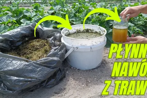 Jaki nawóz do irgi? Sprawdź, jak zadbać o zdrowy wzrost roślin