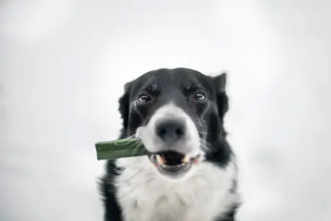 Border collie z zielonym przysmakiem w pysku, który wygląda jak kleik z siemienia lnianego dla psa.