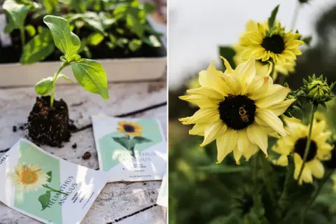 Från frö till blomma: en solrosplanta växer till sig bredvid fröpåsar, och en bi besöker en fullvuxen solros. Att odla solrosor är en glädje.