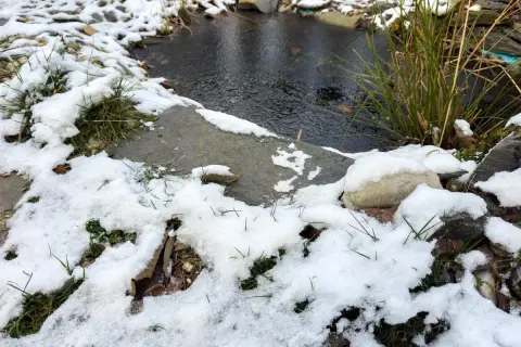 Petit étang de maison sous la neige. L'eau est sombre et le bord est recouvert de givre et de quelques brins d'herbe verte.