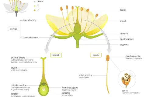 Jakie są podstawowe elementy budowy tulipana w botanice?