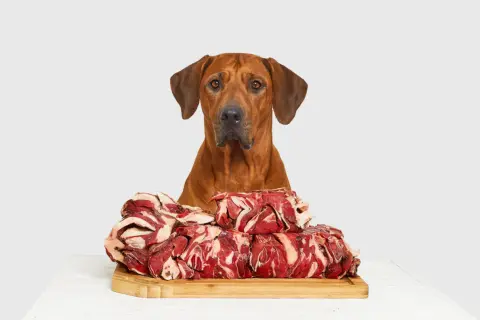 Rhodesian Ridgeback blickt auf einen Berg rohen Fleisches. Ist Barfen gesund? Ja, für diesen Hund sieht es so aus!