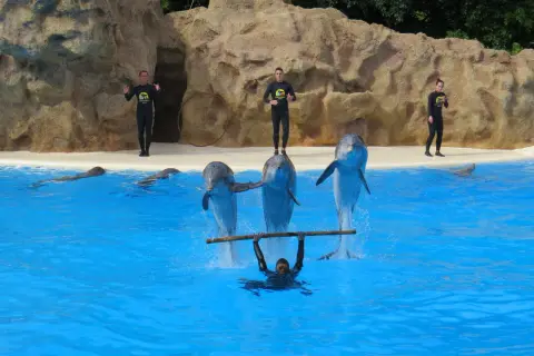 Pokaz delfinów w Loro Parque na Teneryfie. Trenerzy w czarnych strojach i trzy delfiny wykonują akrobacje w basenie.
