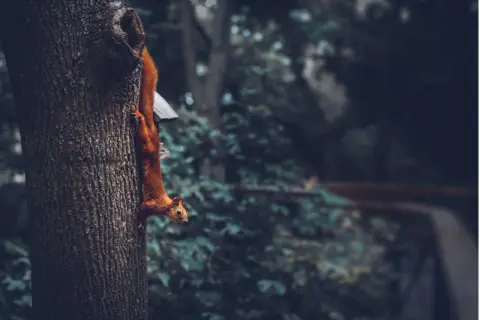 En röd ekorre klättrar nerför ett träd, nästan som en mytisk varelse i den dunkla skogen.