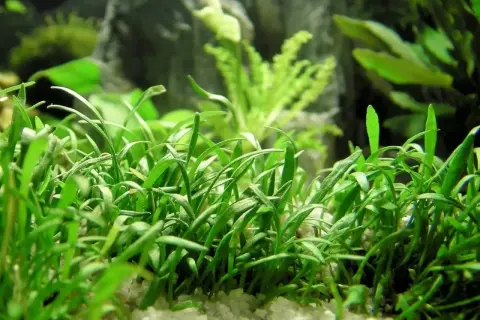 Un tapis dense de **Helanthium tenellum** aux feuilles vertes vives, planté dans un substrat clair, avec des plantes d'aquarium floues en arrière-plan.