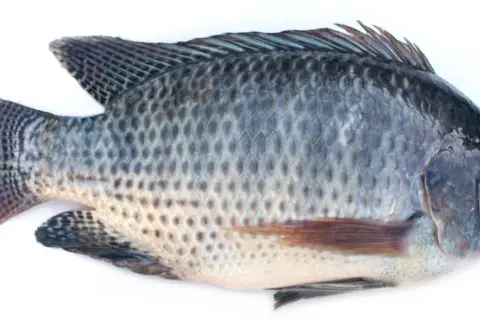 Czy tilapia jest zdrowa? Analiza, wady i zalety