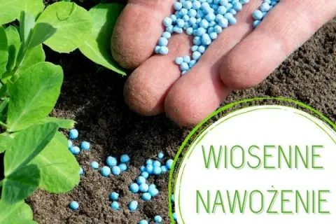 Jaki nawóz do niecierpków? Odkryj sekrety zdrowego wzrostu