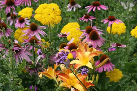 Bunte Blütenpracht im Juli: Purpur-Sonnenhut, gelbe Schafgarbe und Taglilien. Perfekt, welche Blumen im Juli pflanzen!