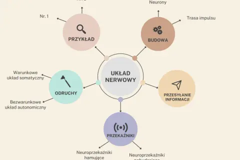 Schemat przedstawia budowę i funkcje układu nerwowego, w tym neurony, odruchy, przesyłanie informacji i przekaźniki.