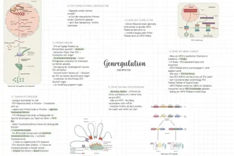 Genregulation bei Eukaryoten: Von der Chromatin- bis zur Translationsebene, inklusive RNA-Prozessierung und Abbau.