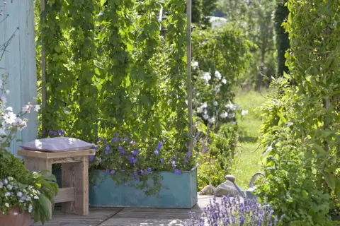 Grüne Rankpflanzen als Sichtschutz im Garten. Tolle bepflanzen sichtschutz garten ideen mit blühenden Geranien.