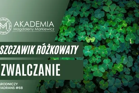 Koniczynka chwast: jak ją zwalczyć i wykorzystać w ogrodzie