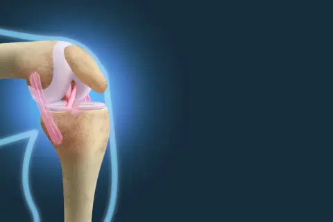Anatomical illustration showing the complex structure of the więzadła w kolanie, highlighting their role in knee joint stability.