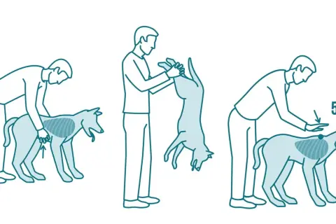Pasos para saber qué hacer cuando un perro se atraganta: presionar abdomen, invertir y dar golpes en la espalda.