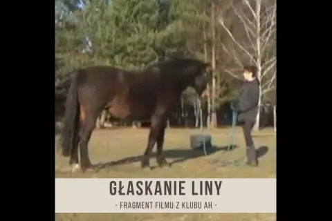 Jak głaskać konia, aby uniknąć stresu i zbudować zaufanie