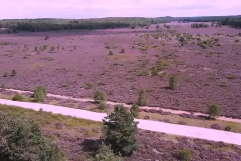 Rozległe wrzosowiska Borne Sulinowo, fioletowy dywan kwitnącego wrzosu, przecina jasna ścieżka.