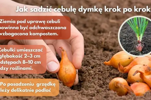 Jak głęboko sadzić dymkę? Sekret obfitych plonów cebuli