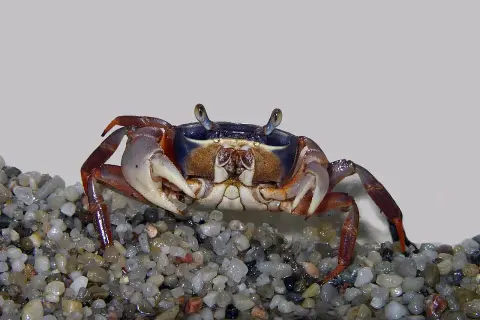Mały krab z fioletowym pancerzem i pomarańczowymi odnóżami siedzi na żwirze.