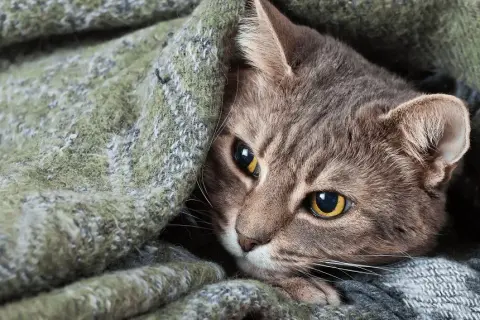 Jakie leki na koci katar pomogą twojemu kotu odzyskać zdrowie