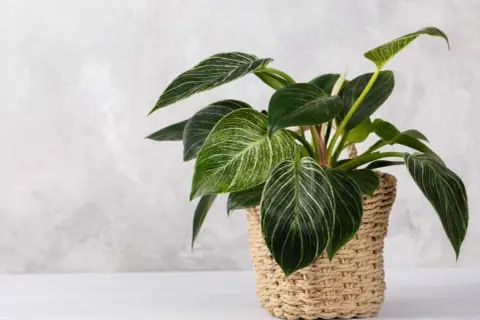 Kwiat filodendron 'Birkin' w plecionym koszu, z ciemnozielonymi liśćmi ozdobionymi białymi paskami.