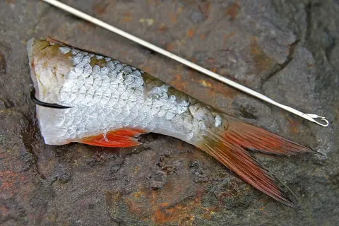 Ein Fischschwanz mit roten Flossen, an einem Haken befestigt, bereit für eine ryderhaken montage.