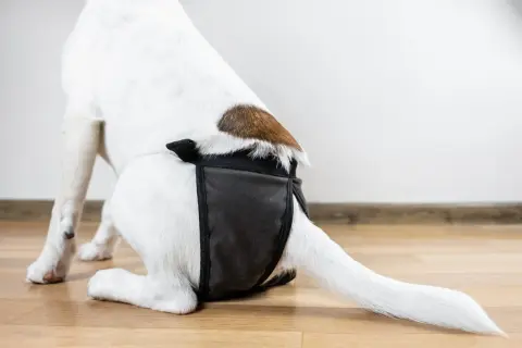 Une chienne porte une culotte hygiénique pour la protection pendant ses chaleurs.