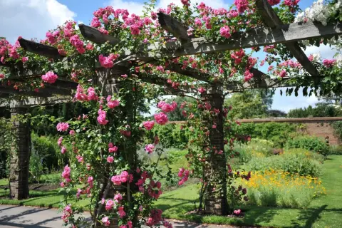 Pink roses climbing over a wooden pergola in a lush garden with a brick wall and flower beds.