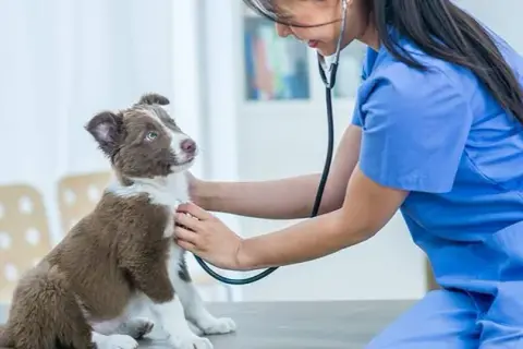 Encuentra la veterinaria cerca de mí para la salud de tu mascota