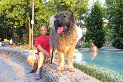 Un hombre sentado junto a una fuente con su imponente pastor del Cáucaso, un perro majestuoso y peludo.