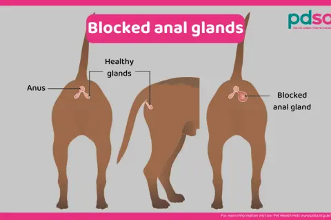 Diagrams show healthy vs. blocked anal glands in dogs. Learn how to know if your dog needs glands expressed.