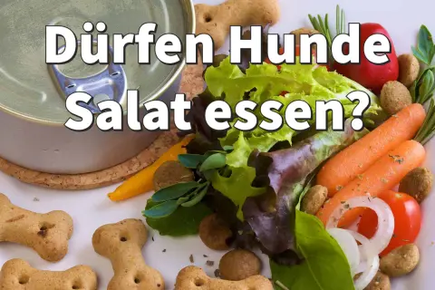 Dürfen Hunde Salat essen? Eine Dose Hundefutter neben frischem Salat, Karotten, Tomaten und Knochenkeksen wirft diese Frage auf.