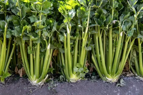 Rader av färsk selleri i jorden, redo för ett gott selleri recept.