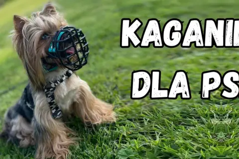 Kaganiec dla psa: Kiedy obowiązkowy, a kiedy to zdrowy rozsądek?
