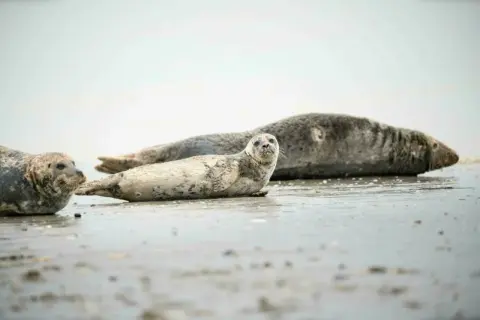 Trois phoques se prélassent sur le sable mouillé, un spectacle typique des lieux insolites de la Baie de Somme.