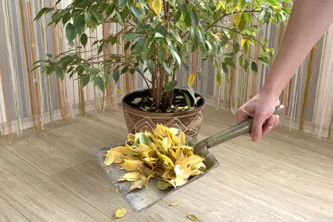 Maintenant, je m'occupe de l'entretien de mon ficus, en ramassant les feuilles tombées avec une pelle.