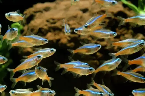 Co jedzą neonki? Oto sekrety zdrowej diety dla ryb akwariowych