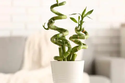Un élégant bambou intérieur en spirale dans un pot blanc, apportant une touche de nature et de sérénité à votre espace.