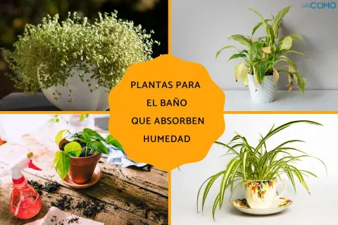 Plantas para el baño que absorben humedad: un helecho frondoso, una planta de interior en maceta blanca, una planta de hoja verde en maceta de terracota y una planta araña en una taza decorativa.