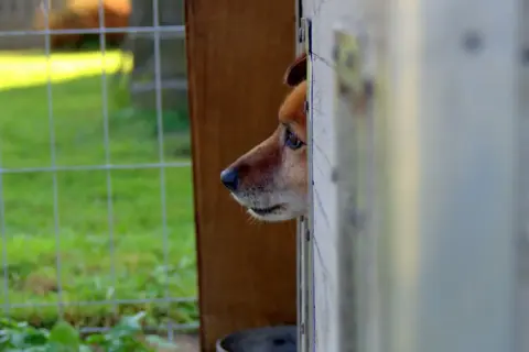 Smutny piesek wygląda z budy. Czasem trzeba podjąć trudną decyzję, jak oddać psa do schroniska, by zapewnić mu lepszą przyszłość.