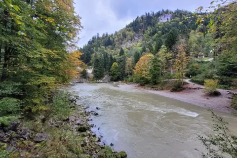 Herbstliche Farben säumen den Weg bei der entenlochklamm wanderung. Ein breiter Fluss fließt durch eine bewaldete Schlucht mit felsigen Hängen.