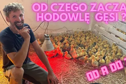 Hodowla gęsi jak zacząć? Kluczowe kroki do sukcesu w farmie gęsiej