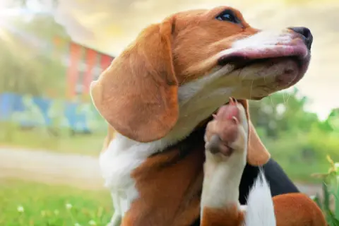 Piesek beagle drapie się łapką, być może przez pchłę. Słońce świeci, a w tle widać budynek.