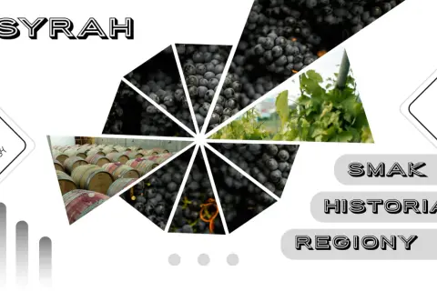 Syrah: winogrona, beczki w piwnicy, winorośl. Smak, historia, regiony.