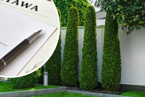 Czy można sadzić tuje w granicy działki? Uniknij problemów z sąsiadami