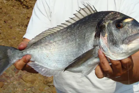 Un pêcheur tient fièrement une magnifique dorade royale argentée, ses écailles brillantes reflétant la lumière du soleil.