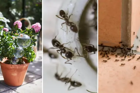 En pallkrage full av myror som kryper runt. En bild visar en kruka med en rosbuske och vattenfyllda glaskulor.