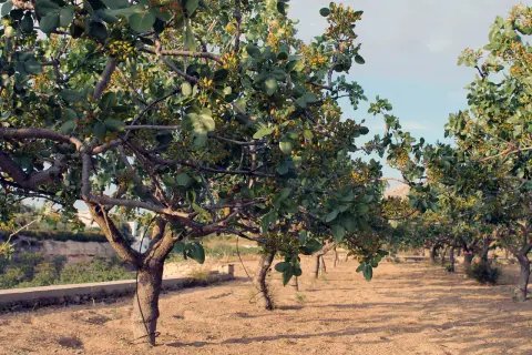 Filari di alberi di pistacchio carichi di frutti, un paesaggio tipico di dove cresce il pistacchio in Italia, con terreno sabbioso e cielo azzurro.